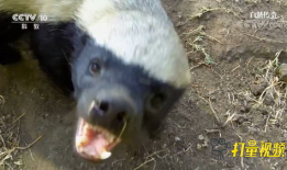 蜜獾视频,勇敢无畏的动物世界传奇